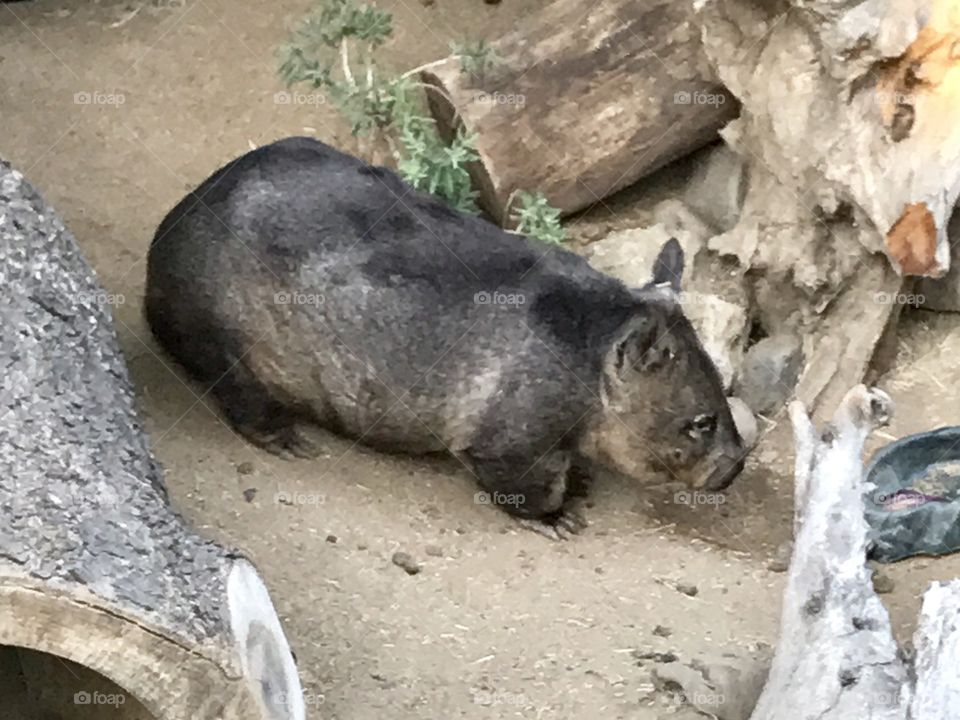 Wombat!!!!!