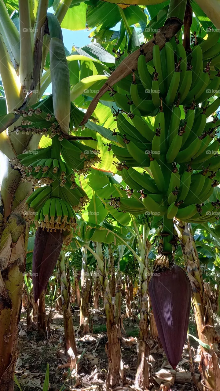 Green banana
