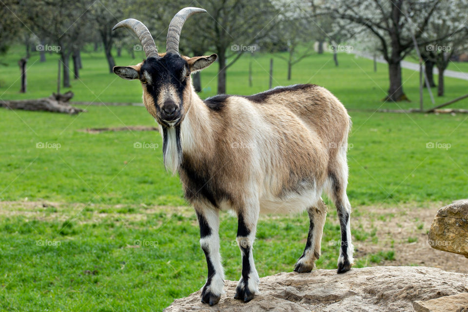 goat on a rock