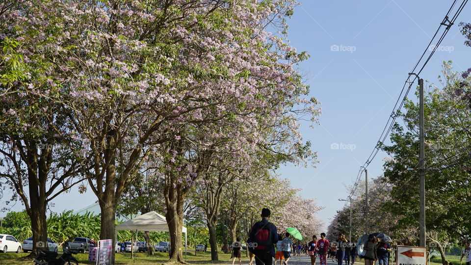 Tree, Flower, Landscape, Park, Outdoors