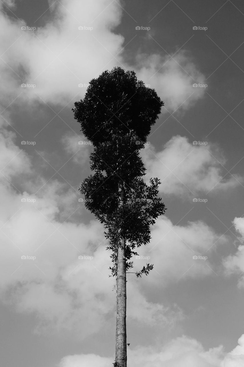 Single Tree