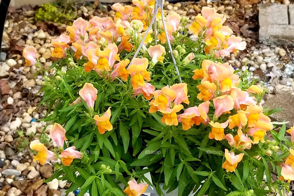 Peach Snapdragons Flowers