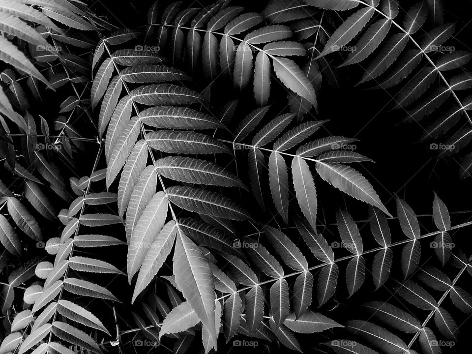 Black and white plant 