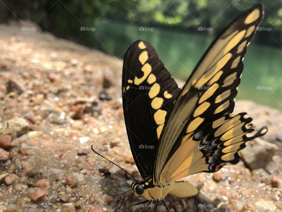 A photo of a butterfly taken by a river.
