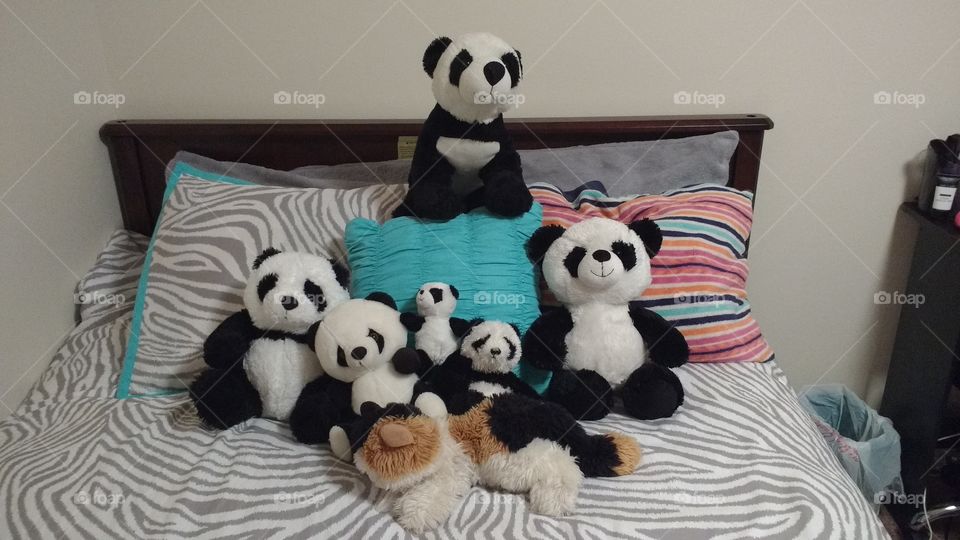 panda collection