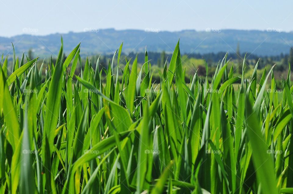 Fields of green