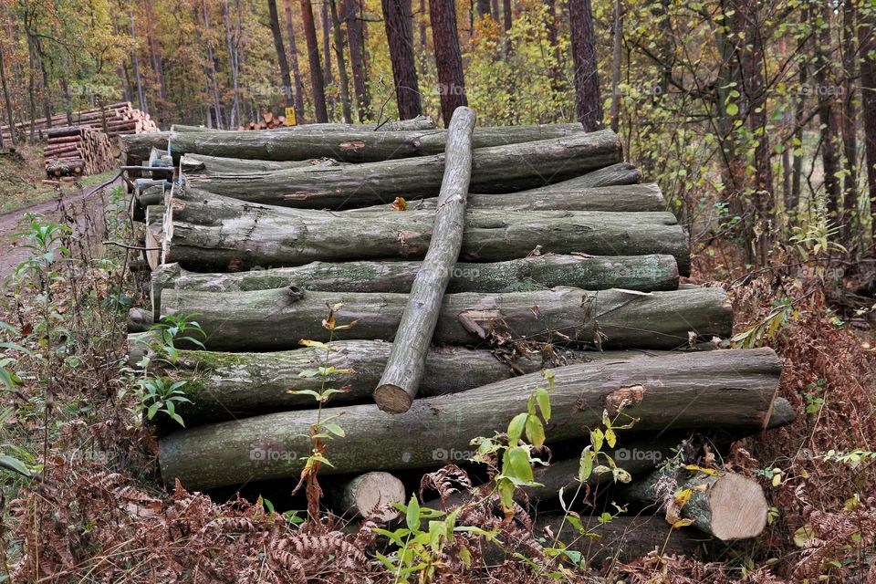 Felled trees