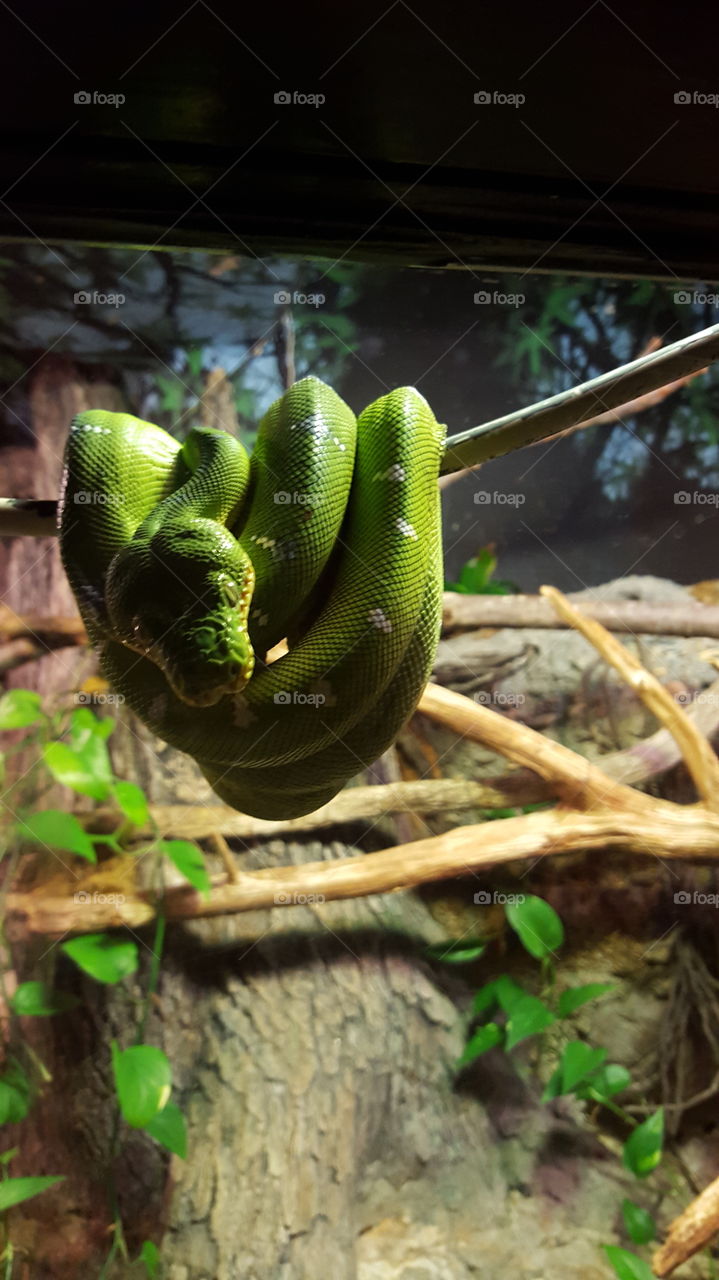 Green  tree python