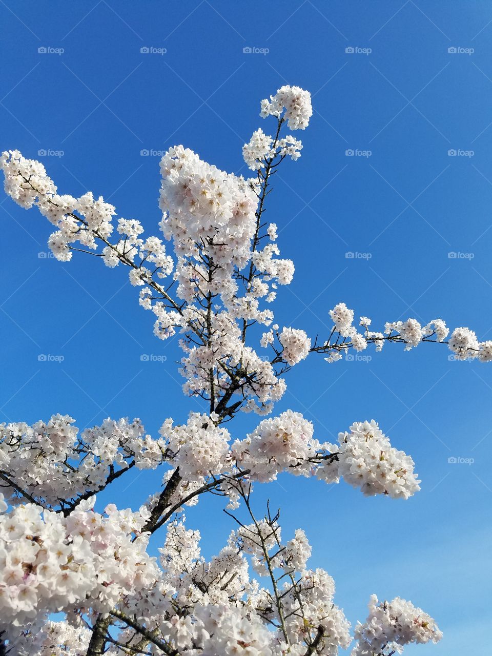Blossoming tree.