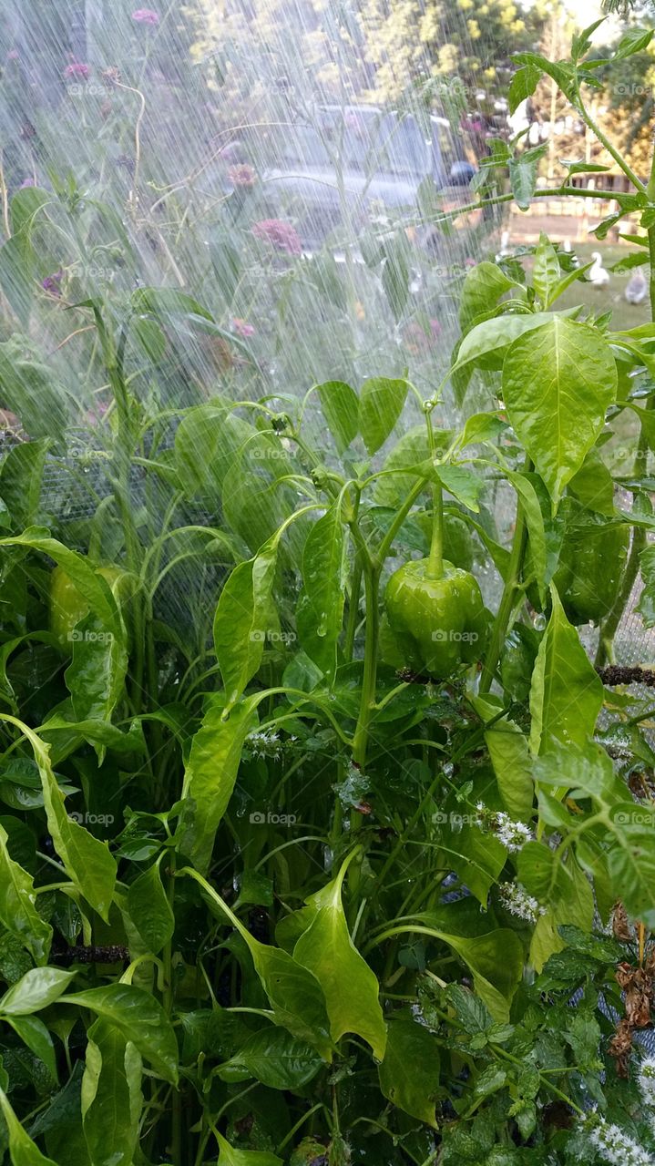 Leaf, Vegetable, Flora, Agriculture, Food