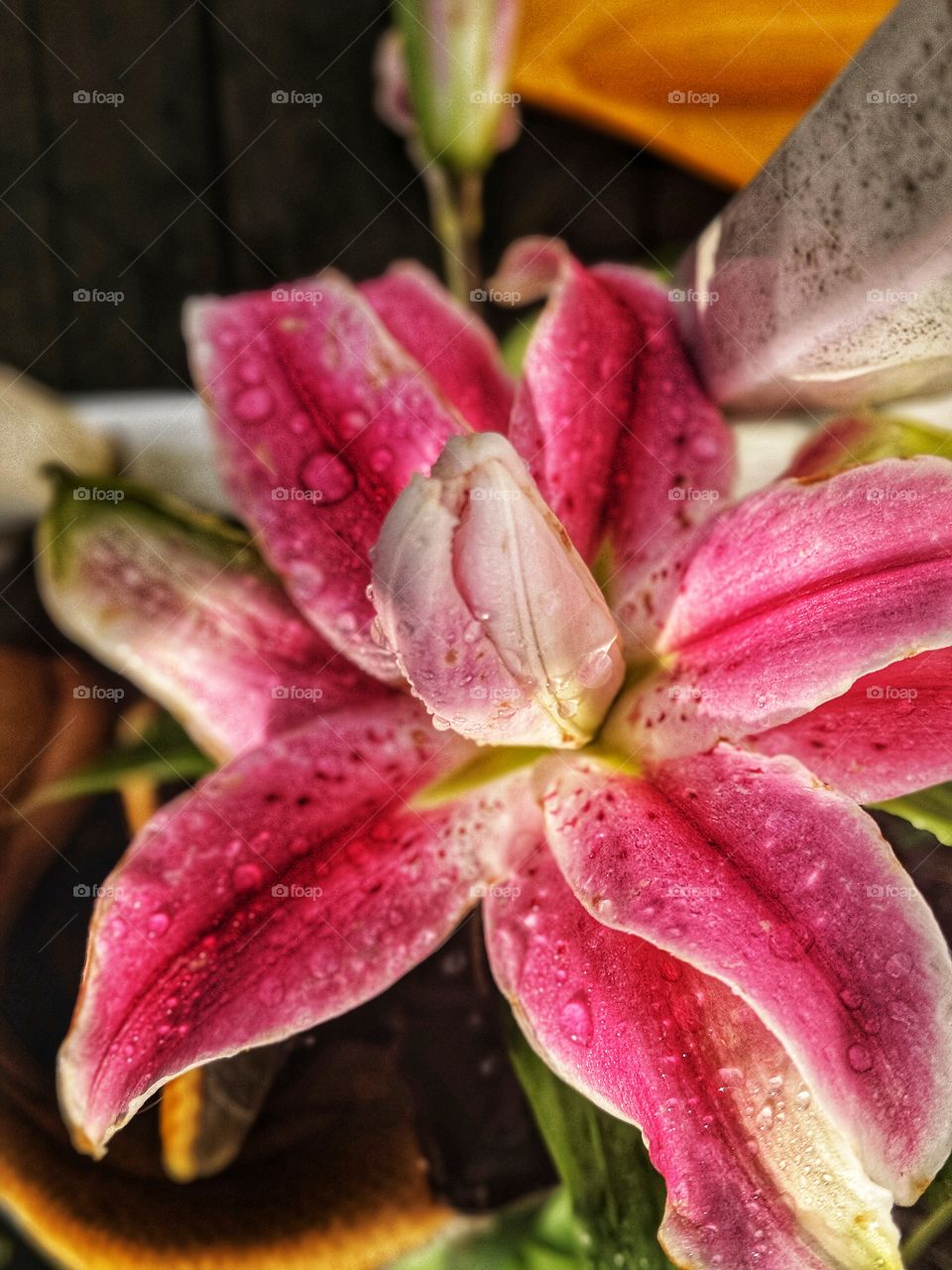 morning Lily with rain drops