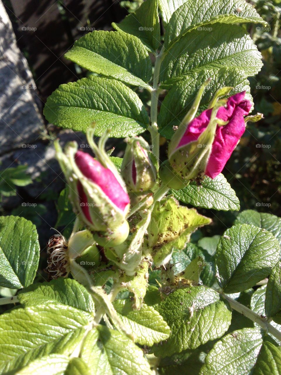 Wild rose. bush of wild ones