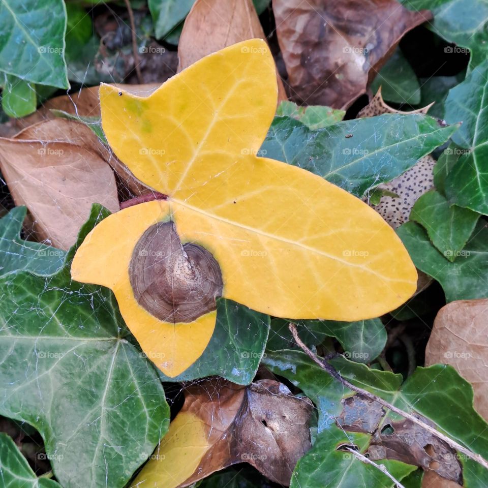 close up full frame of ivy leaves. green and one bright yellow growing wildly