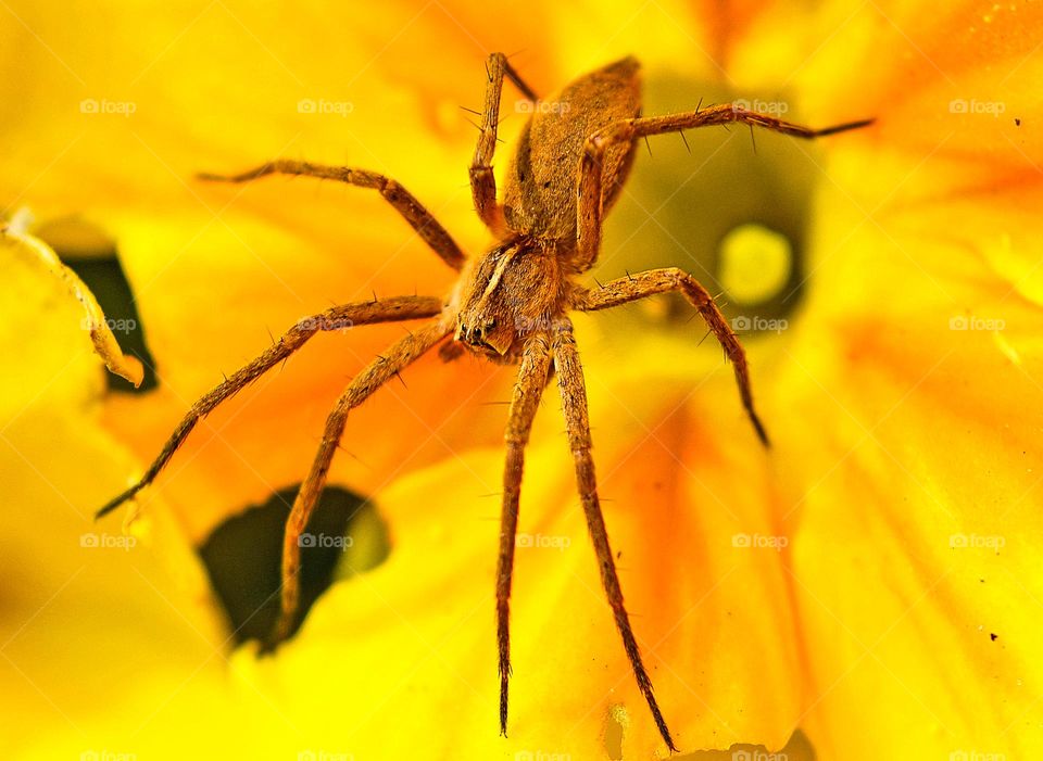 Spider, close up