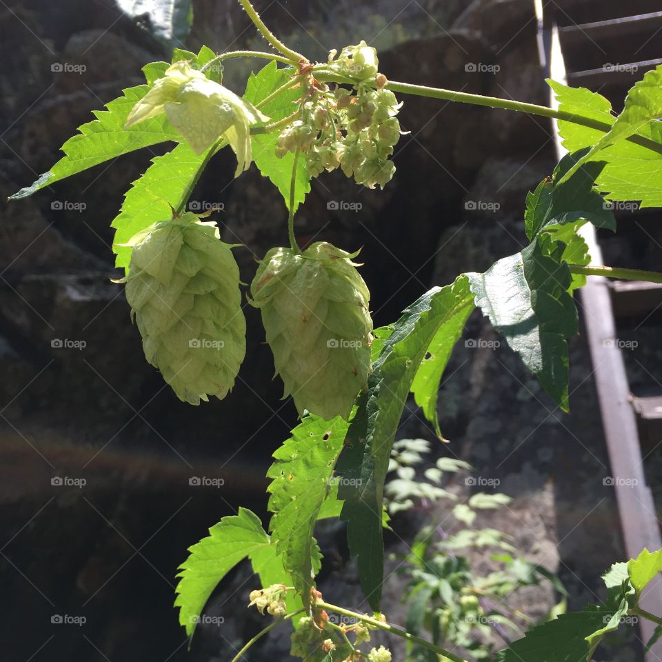 Wild hops. Found these guys growing wild while hiking in CO