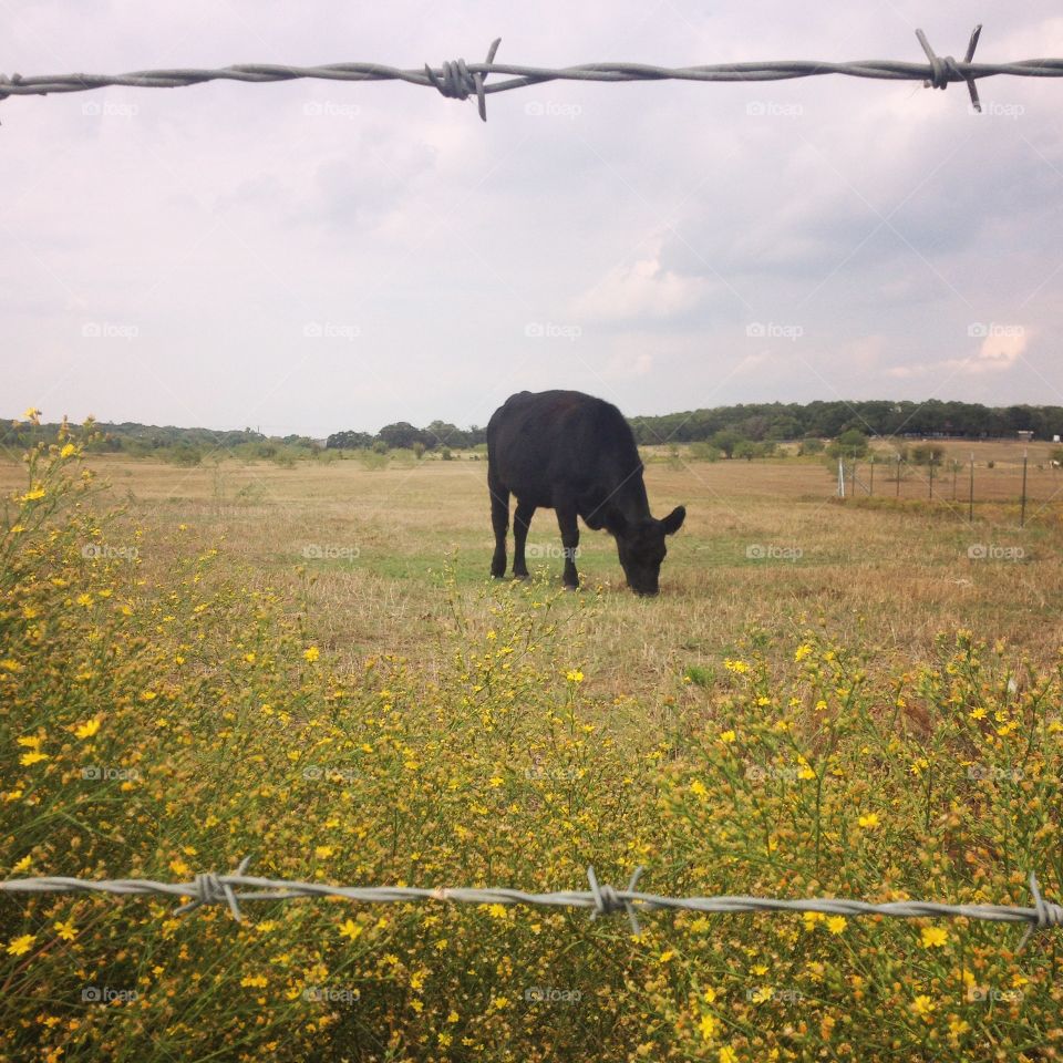 cow in field 