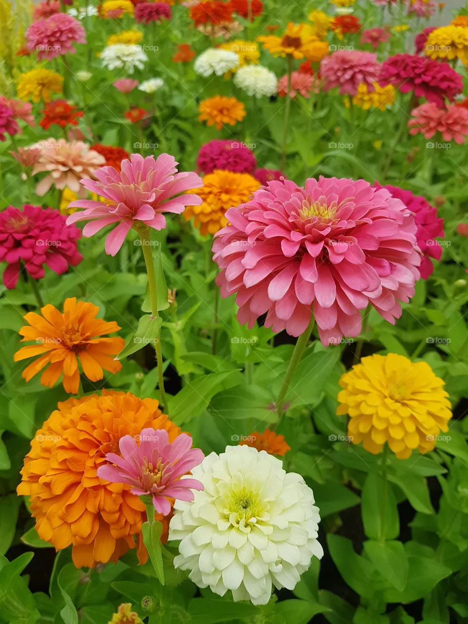 zinnia  bisiness in bloom flowers natural  pollen  close-up petel