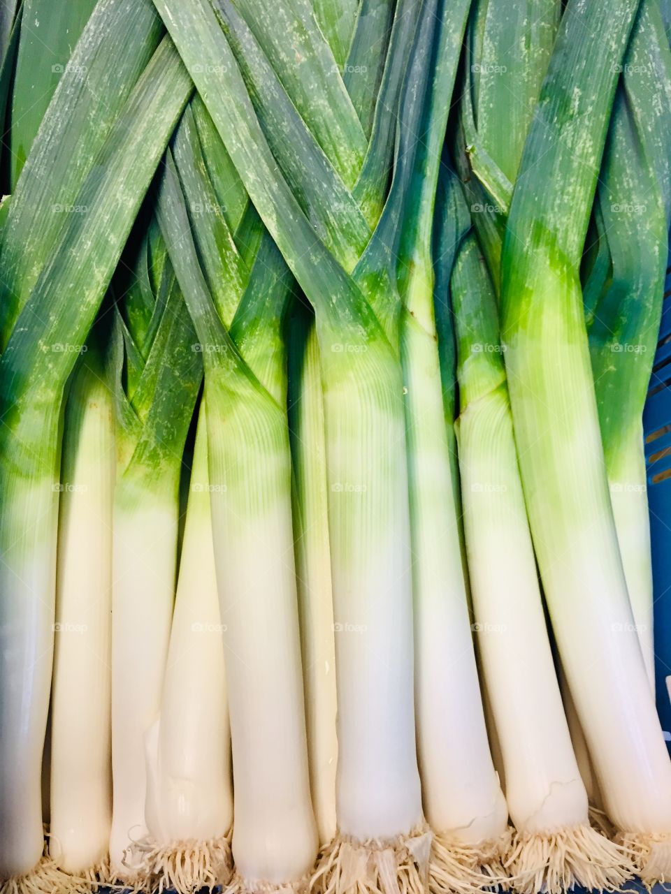 leek