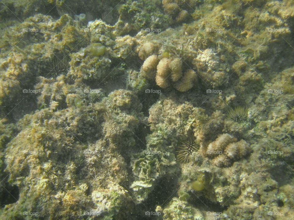 Fish and coral of Hanauma Bay. 