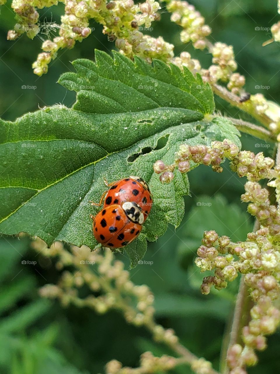 ladybugs:shapes of nature