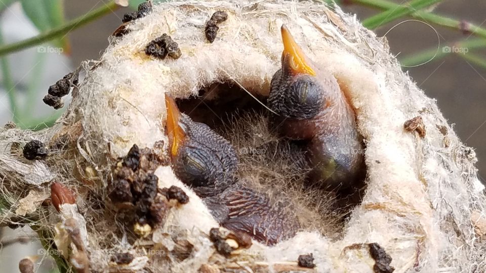 Baby hummingbirds in the nest