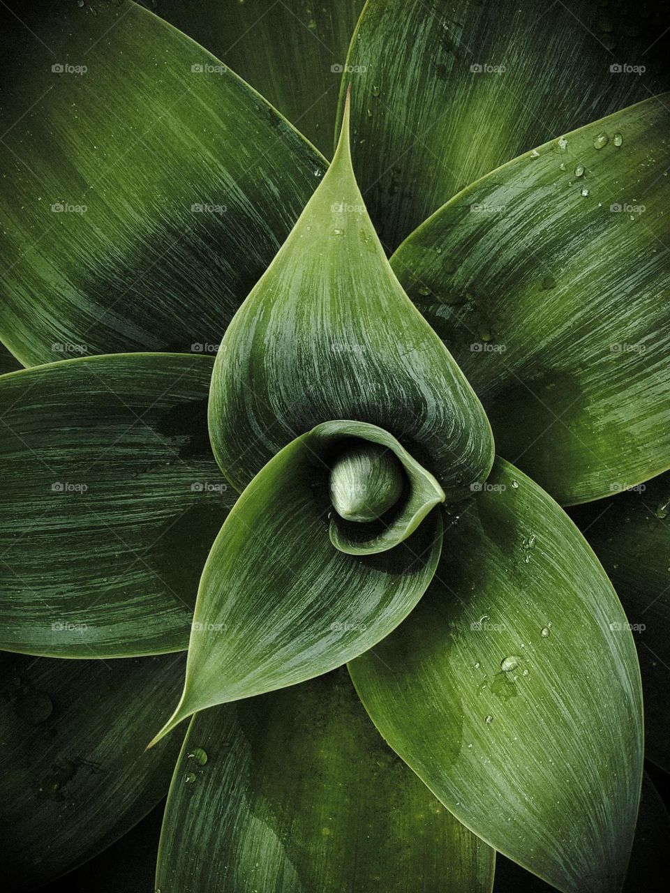 Beautiful green aloe style plant with a starburst appearance, haunting and stunning with the vibrant color and rich textures, with subtle water droplets after a spring shower.