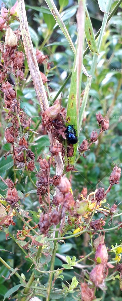 shiny navy blue beetle on the seeds of St. John's wort