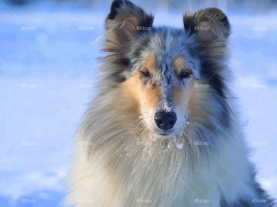 Dog with frost on it's whiskers