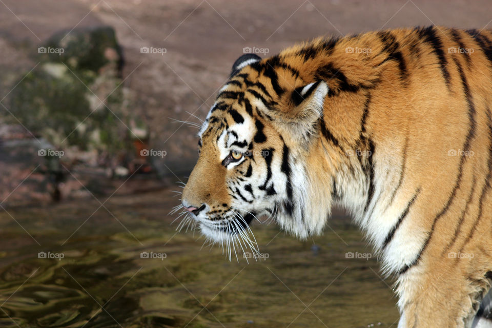 sibirian tiger