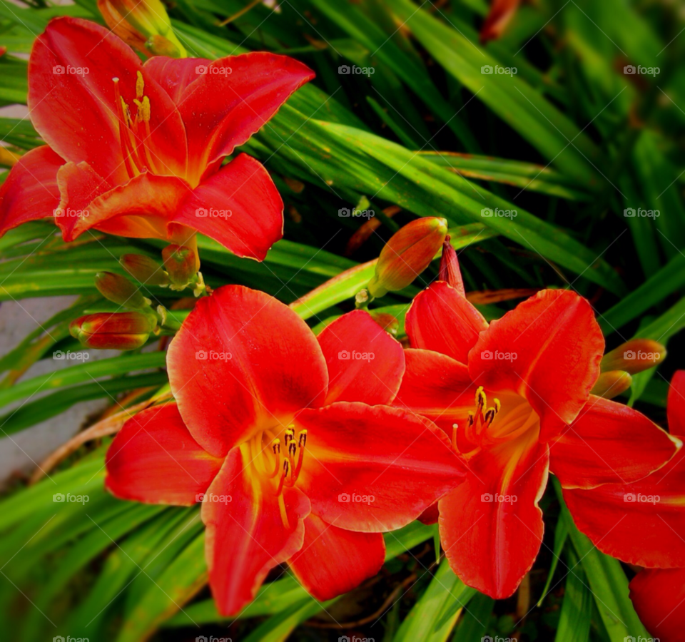 green flower leaves bright by stevehardley7