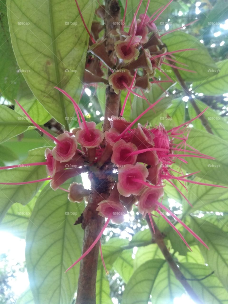 This guava flower hair has fallen out and it's just a process to become a fruit but has a beautiful color. This is what makes guava boal unique.