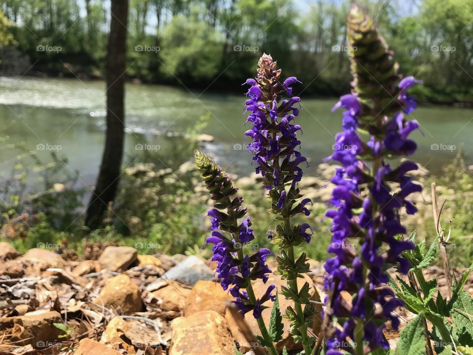 Beautiful of the Georgia Outdoors. Beautiful purple hue