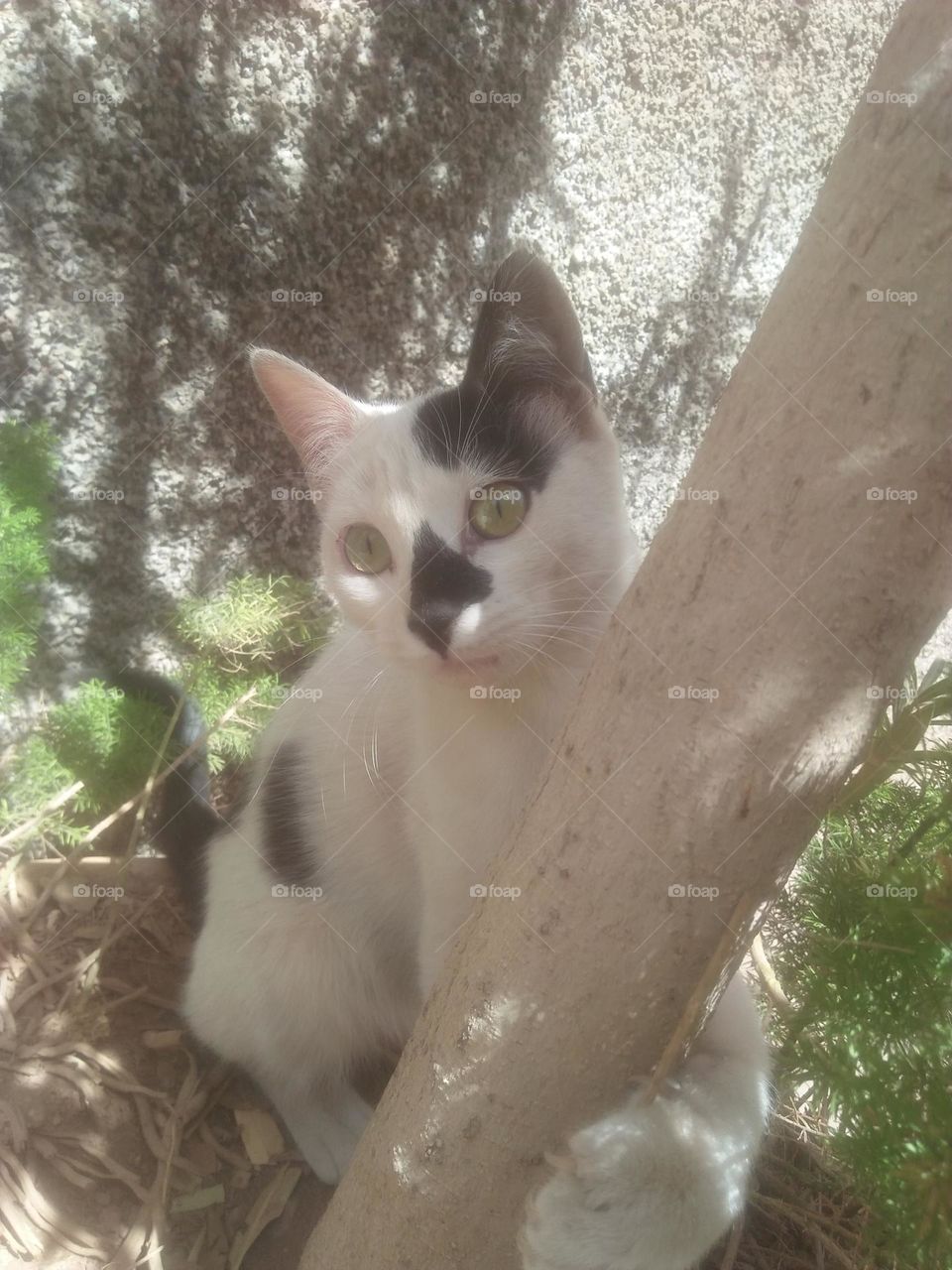 Beautiful cat looking at camera.