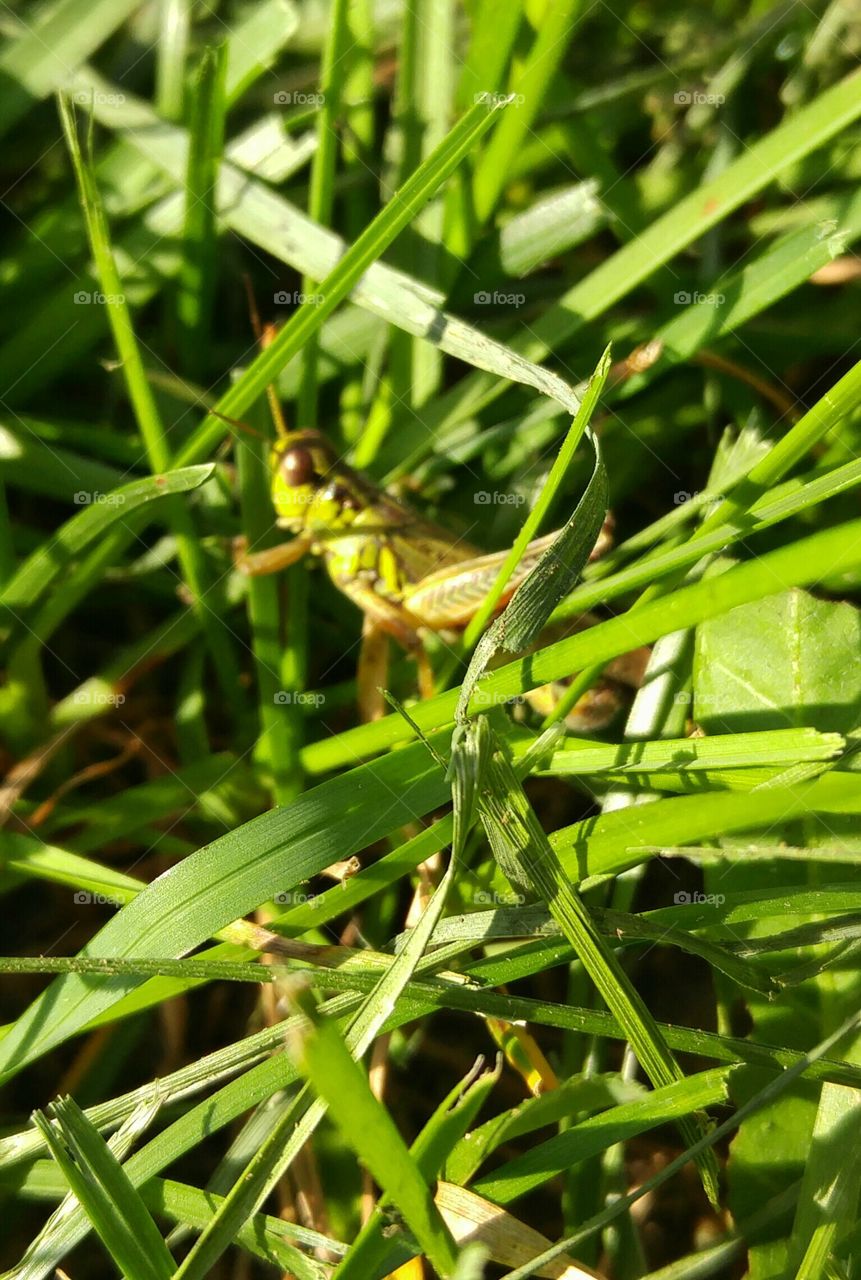 Grasshopper out of focus