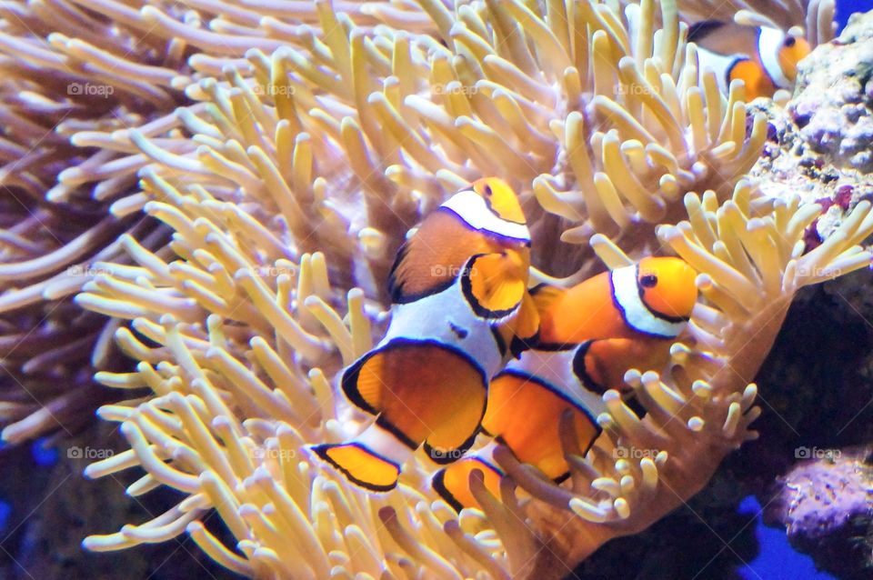 Clown fishes in corals
