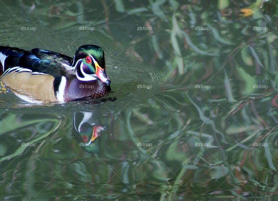 Reflection of Mallard