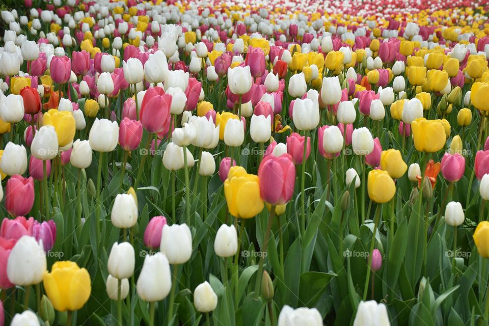 tulips