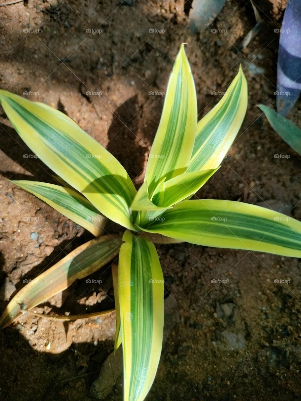 plant