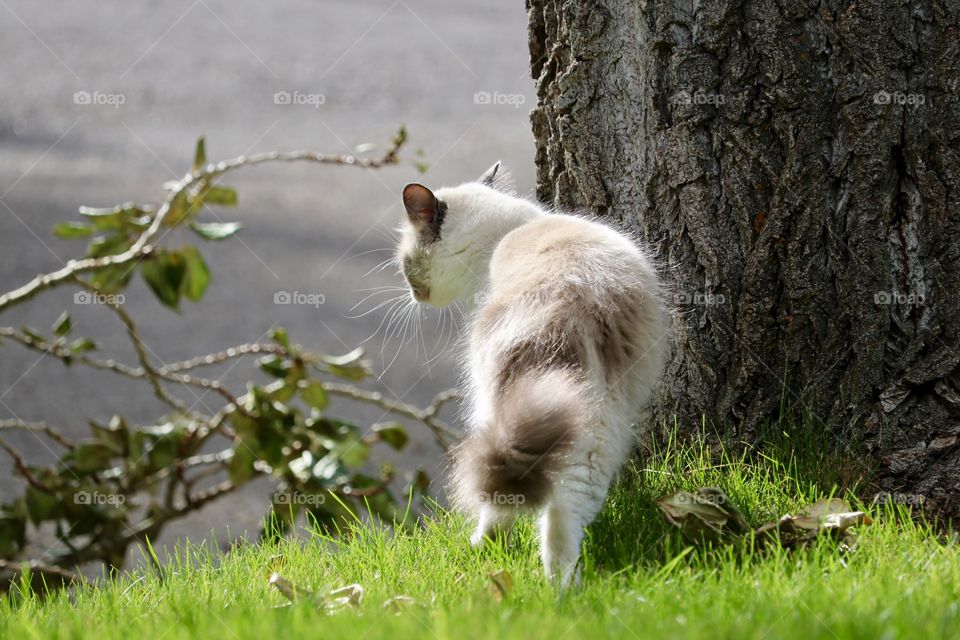Ragdoll tabby cat by tree outdoors on sunny day 