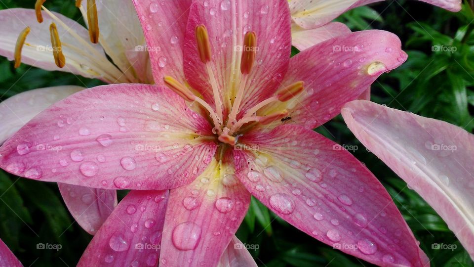 raindrops on the flower