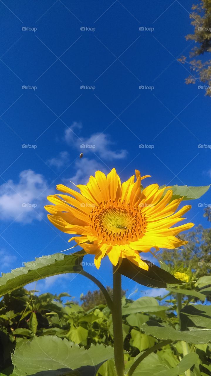 Honey bee flying near flower