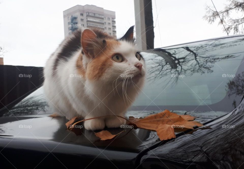 Tricolor cat and autumn leaf, sitting on the car.