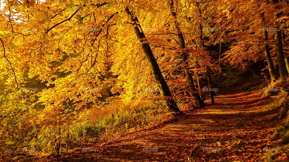 Path passing through autumn trees