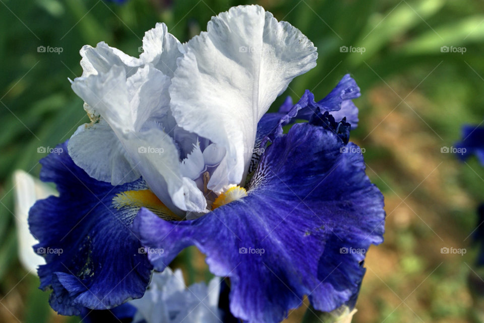 iris flower florentina florence summertime vacation holiday beautiful colorful lgt41 florence italia by lgt41
