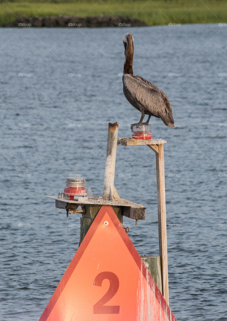 pelican taken in harbor town