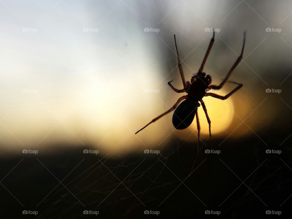 Evening Arachnid