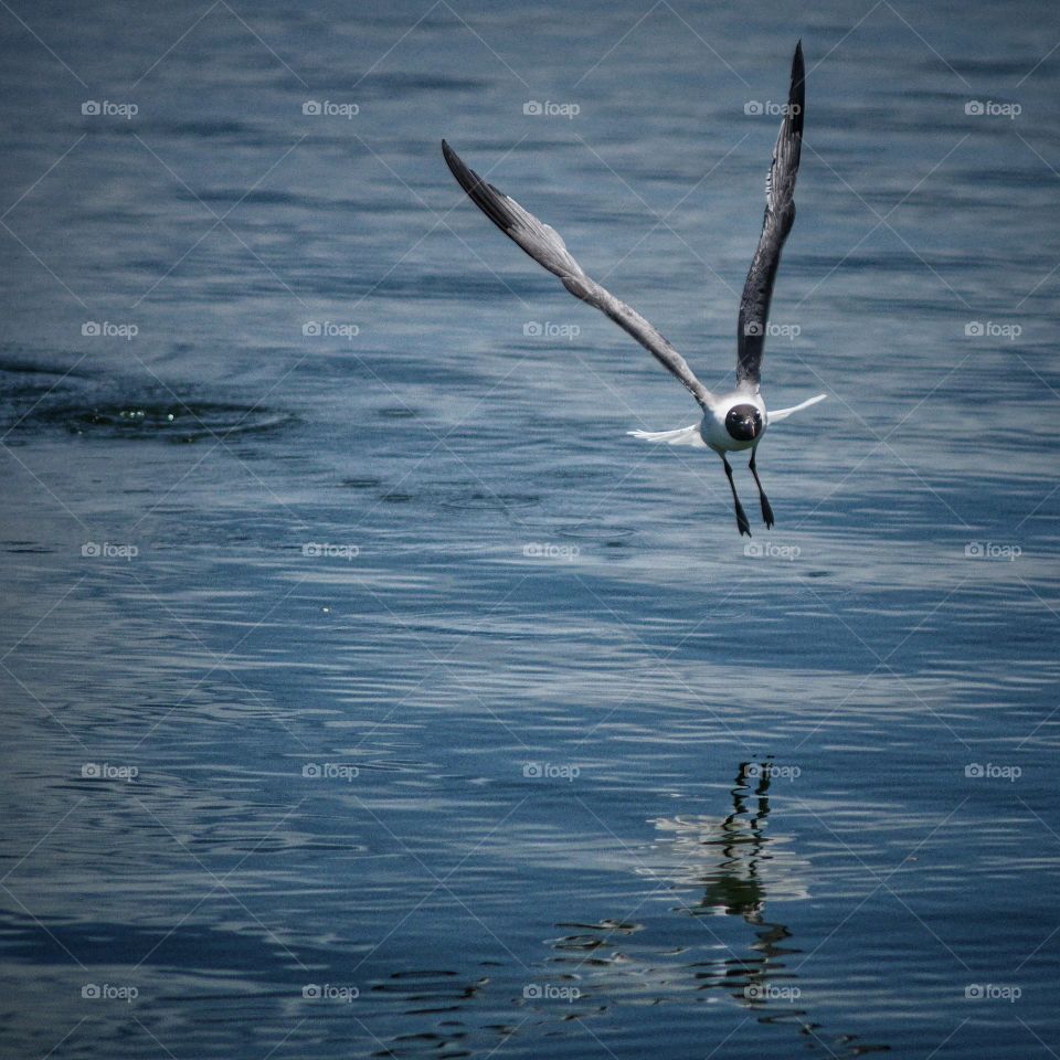 Bird flying over sea