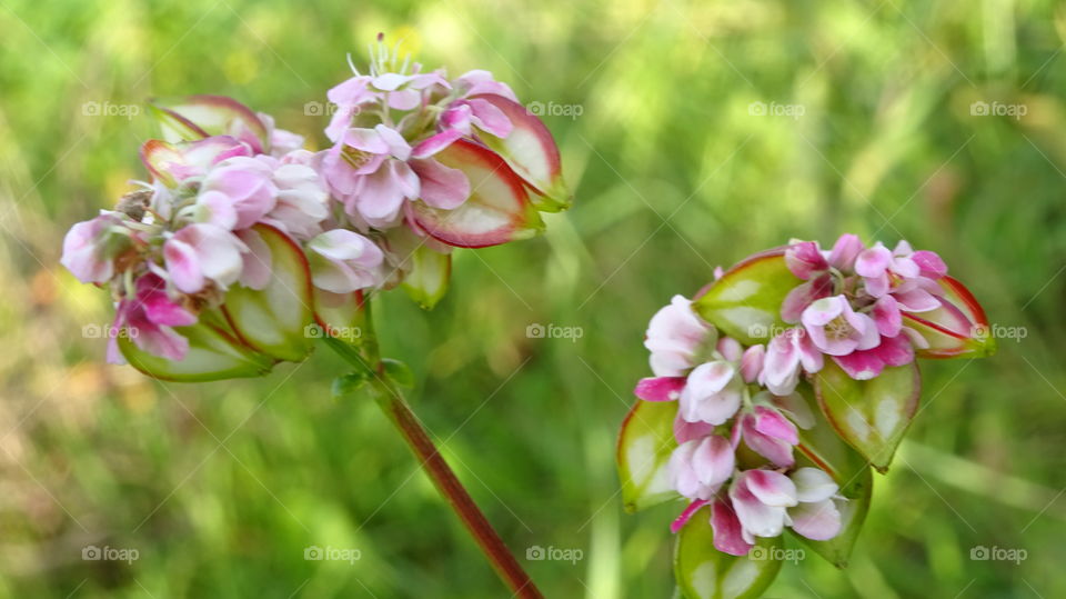 the buckwheat ripens and blooms