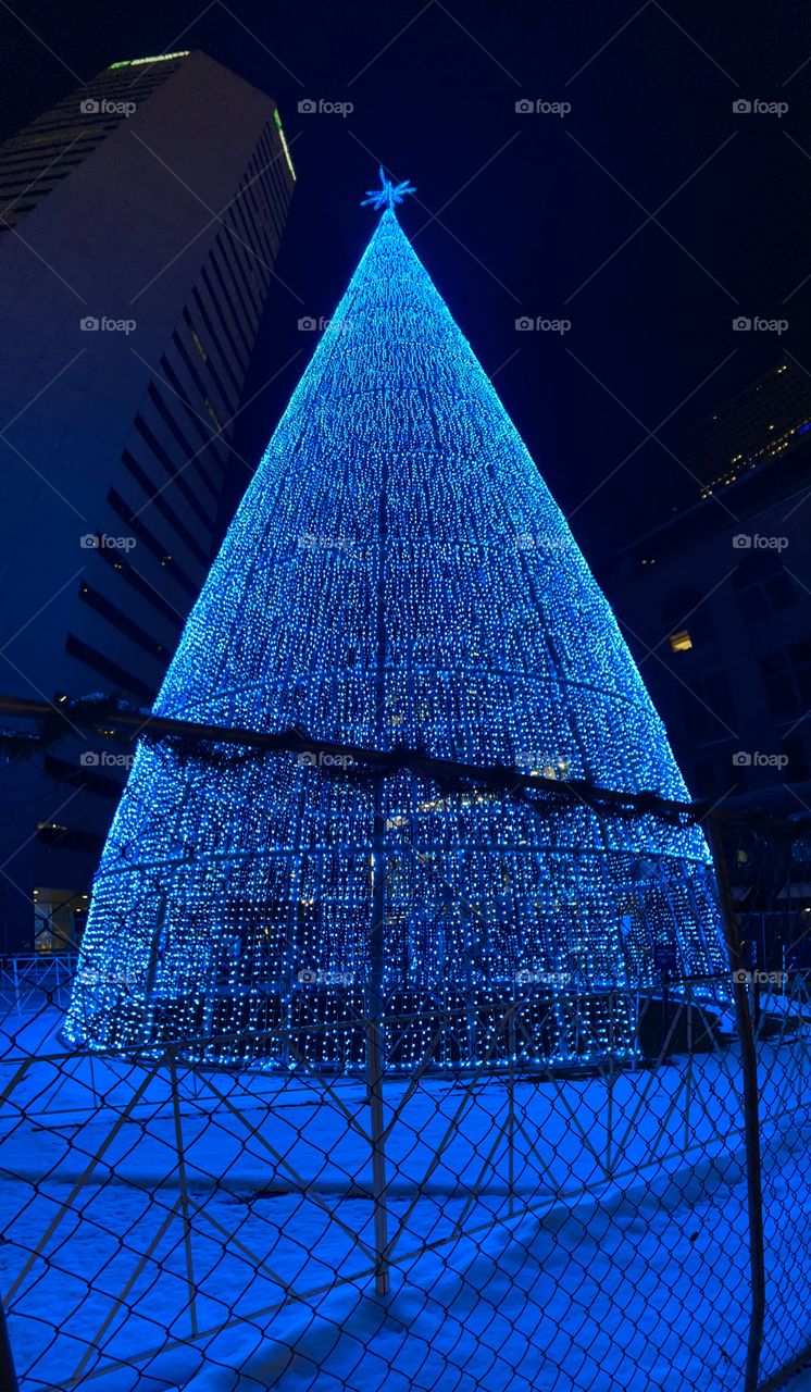Christmas tree in Denver