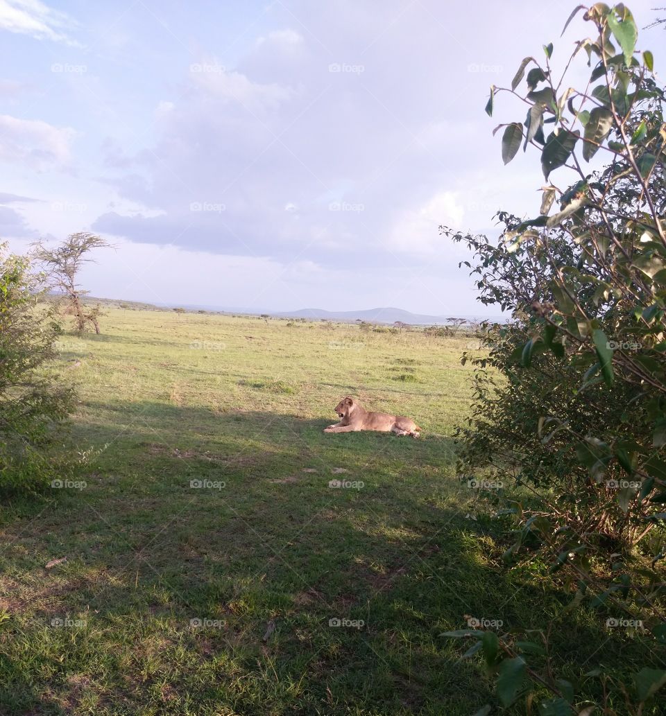lion on the Mara